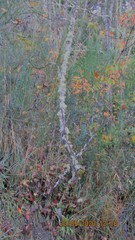 Usnea subgracilis