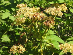 Polytaenia