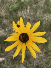 Rudbeckia hirta