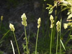 Carex fracta