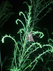 Sideridis reticulata