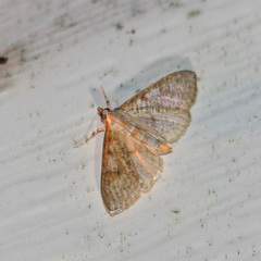 Palpita freemanalis