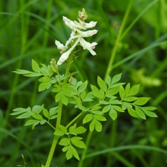 Corydalis caseana caseana