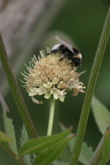 Bombus vestalis