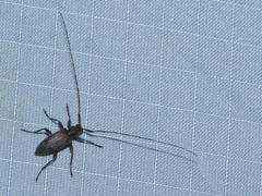 Eutrichillus biguttatus