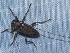 Eutrichillus biguttatus