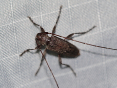 Eutrichillus biguttatus