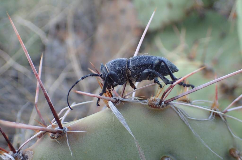 Cactus Longhorn Beetle (Wildlife of Lathrop State Park) · iNaturalist