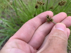 Carex pachystachya