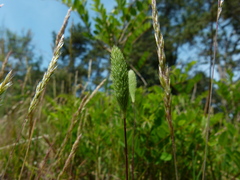 Phleum arenarium