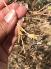 Mentzelia gracilenta