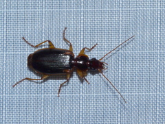 Cymindis