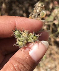 Mentzelia gracilenta