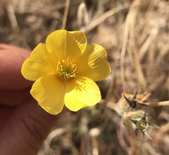 Mentzelia gracilenta