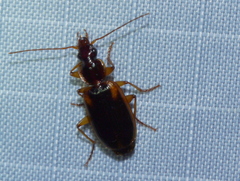 Cymindis