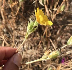 Mentzelia gracilenta