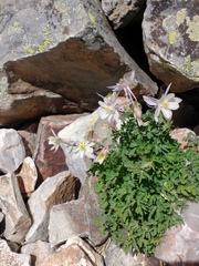 Aquilegia coerulea