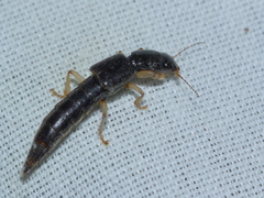 Pinophilus