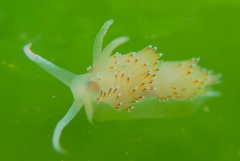 Apata pricei