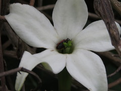 Jaborosa integrifolia