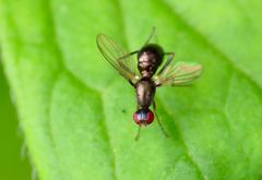 Nemopoda nitidula