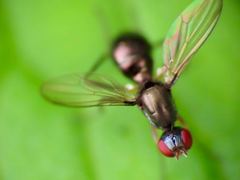 Nemopoda nitidula