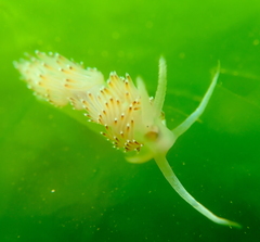 Apata pricei