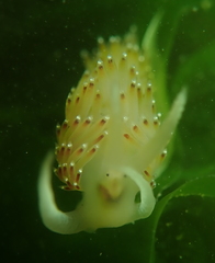 Apata pricei