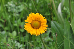Helenium scorzonerifolium