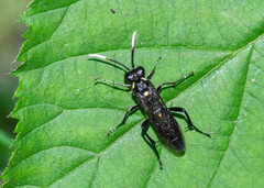 Macrophya trisyllaba