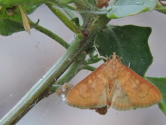 Psara