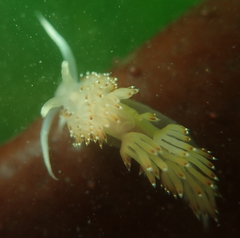 Apata pricei