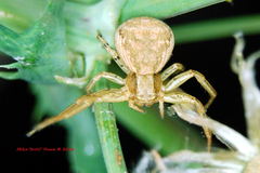 Xysticus californicus