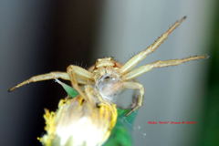 Xysticus californicus