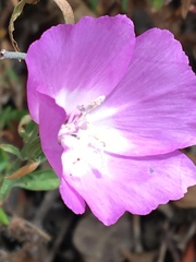 Clarkia lewisii