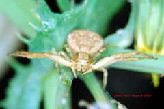 Xysticus californicus