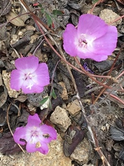 Clarkia lewisii