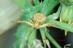 Xysticus californicus