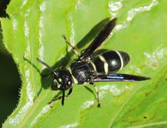 Euodynerus schwarzi