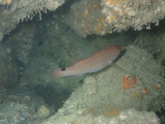 Ctenolabrus rupestris