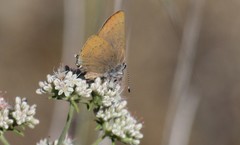 Satyrium auretorum