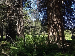 Pinus contorta murrayana