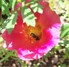 Calloceratina