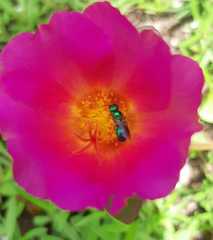 Calloceratina
