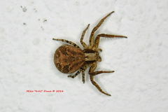 Xysticus californicus