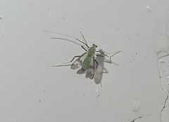 Stenochironomus hilaris