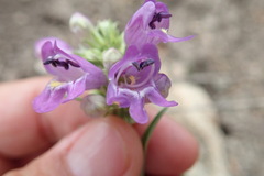 Penstemon deaveri