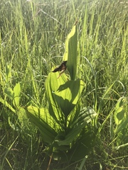 Cypripedium parviflorum