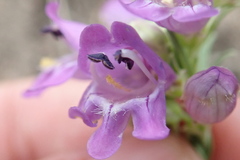Penstemon deaveri