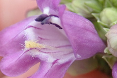 Penstemon deaveri